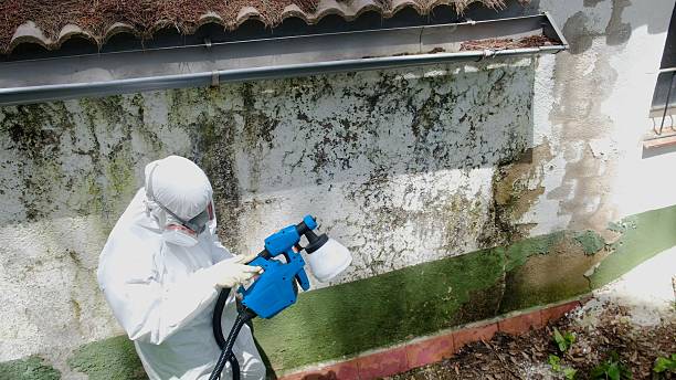 Trusted Mold Remediation service in Williamsburg, VA - Cheap Mold Removal